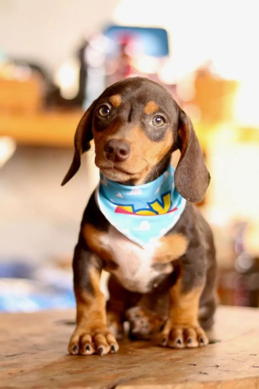 Dachsund PARCELAMOS  - Foto 2