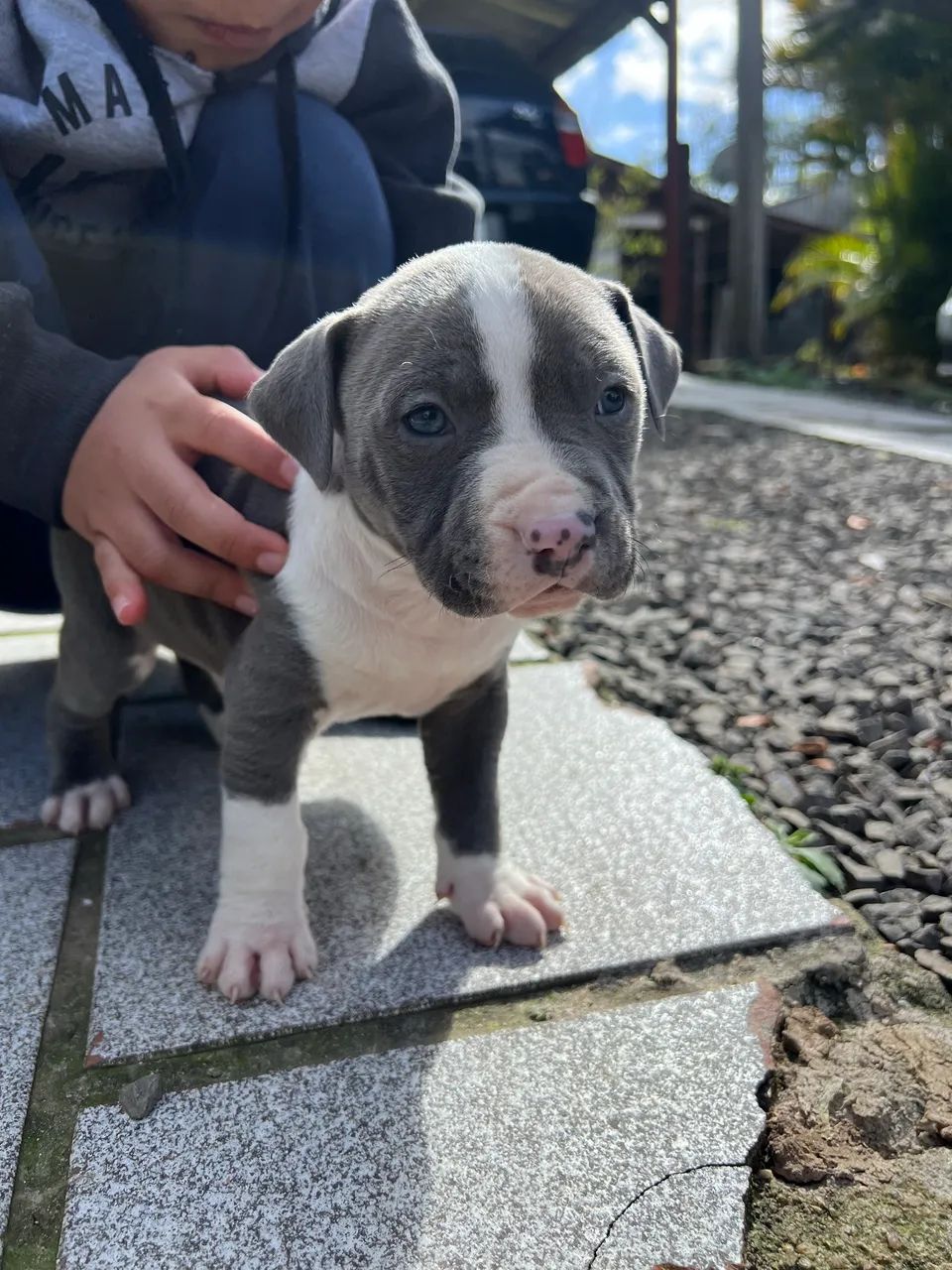 Filhotes pitbull  - Foto 3
