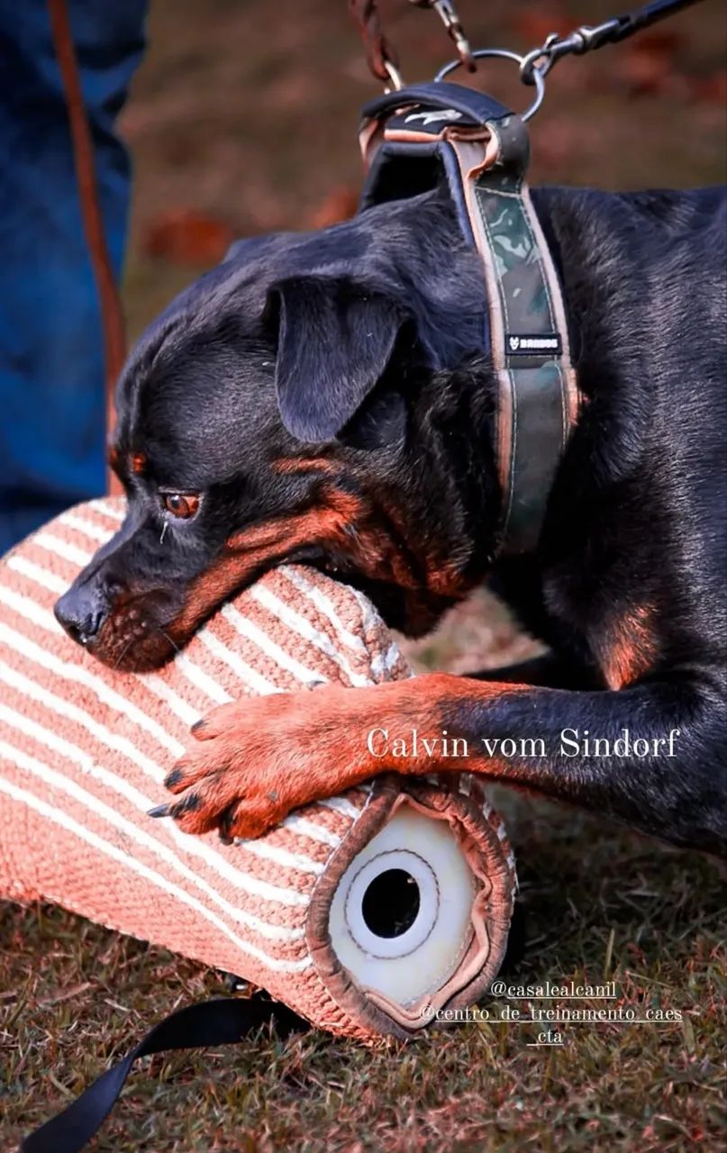 Rottweiler pra cobertura  - Foto 2