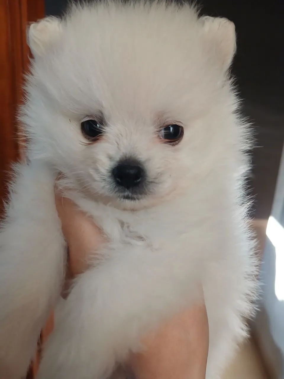 Cachorro spitz Alemão macho  - Foto 2