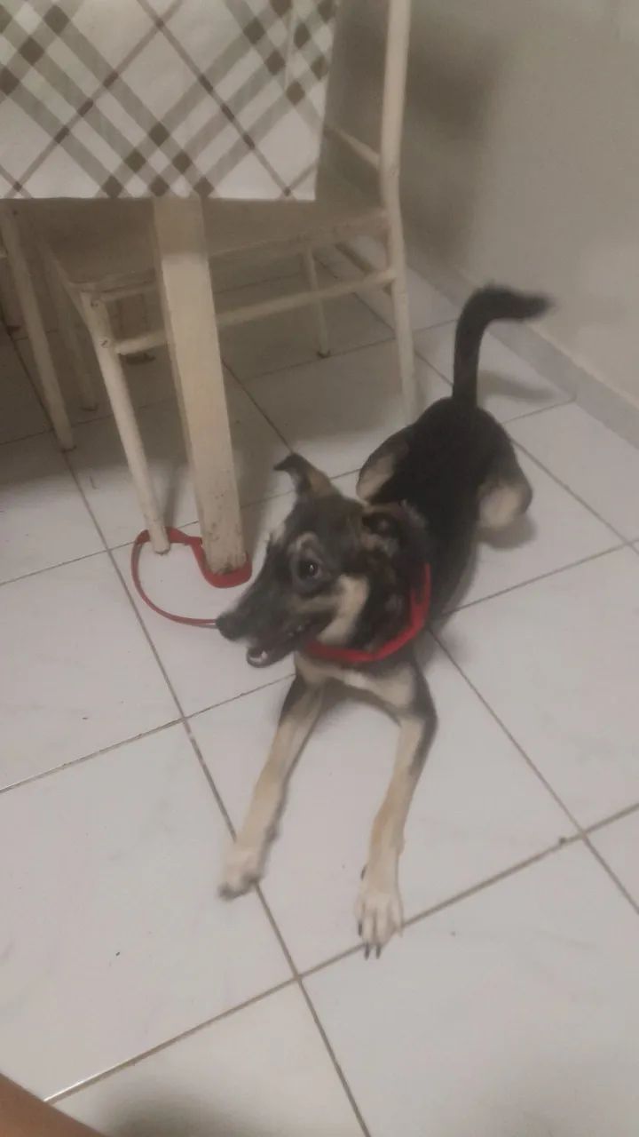 Animais 