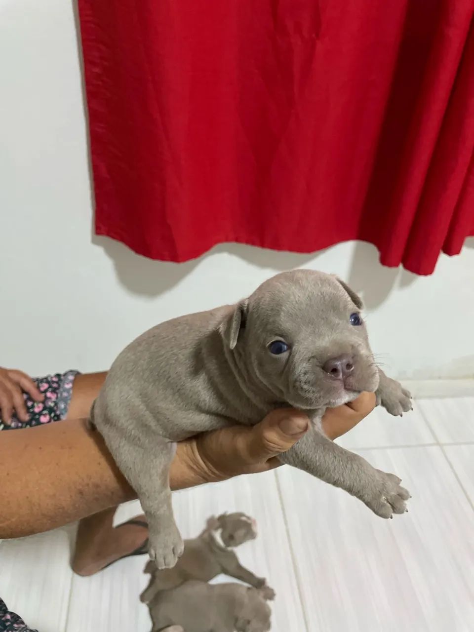 FILHOTES AMERICAN BULLY - Foto 2