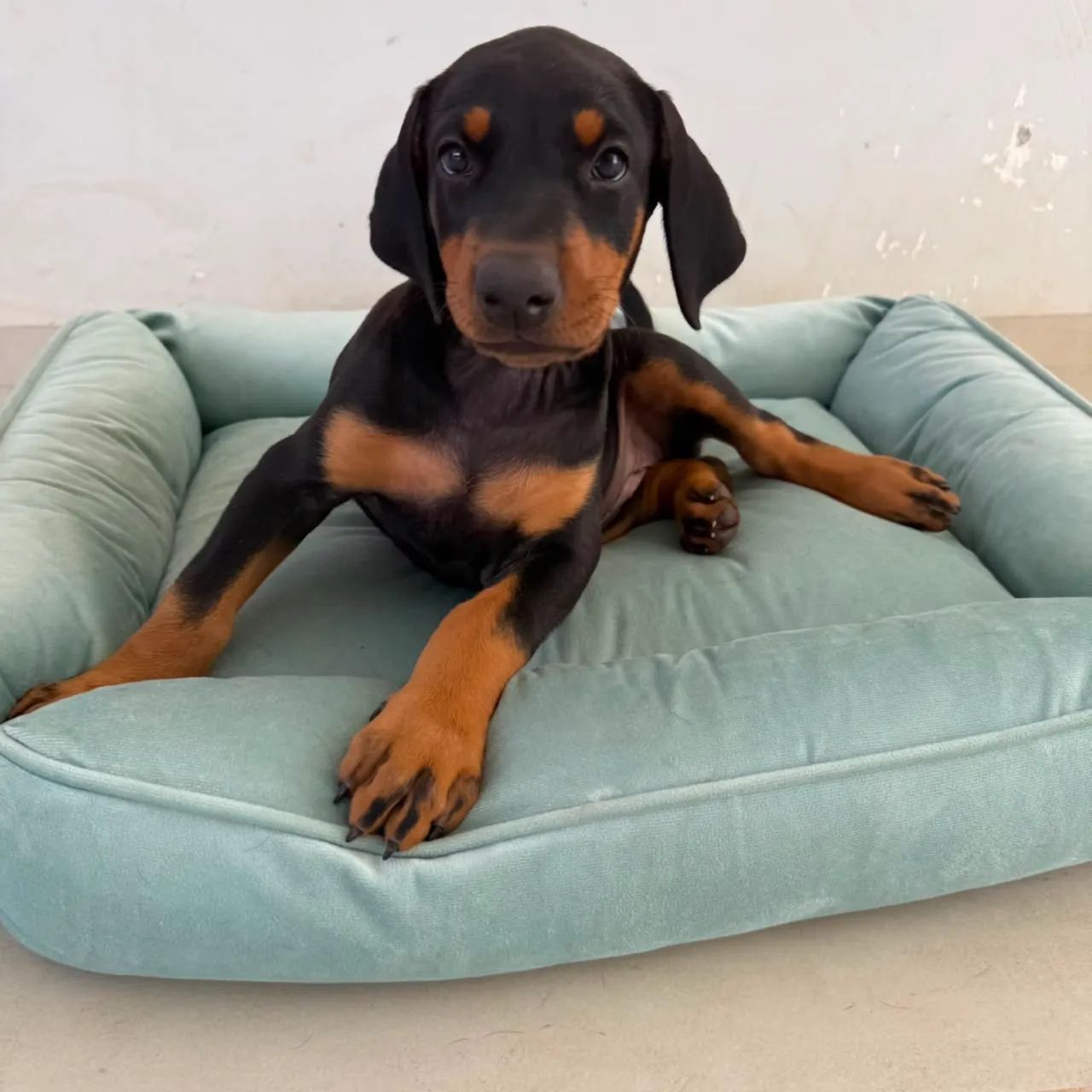 Cachorro  - Foto 2