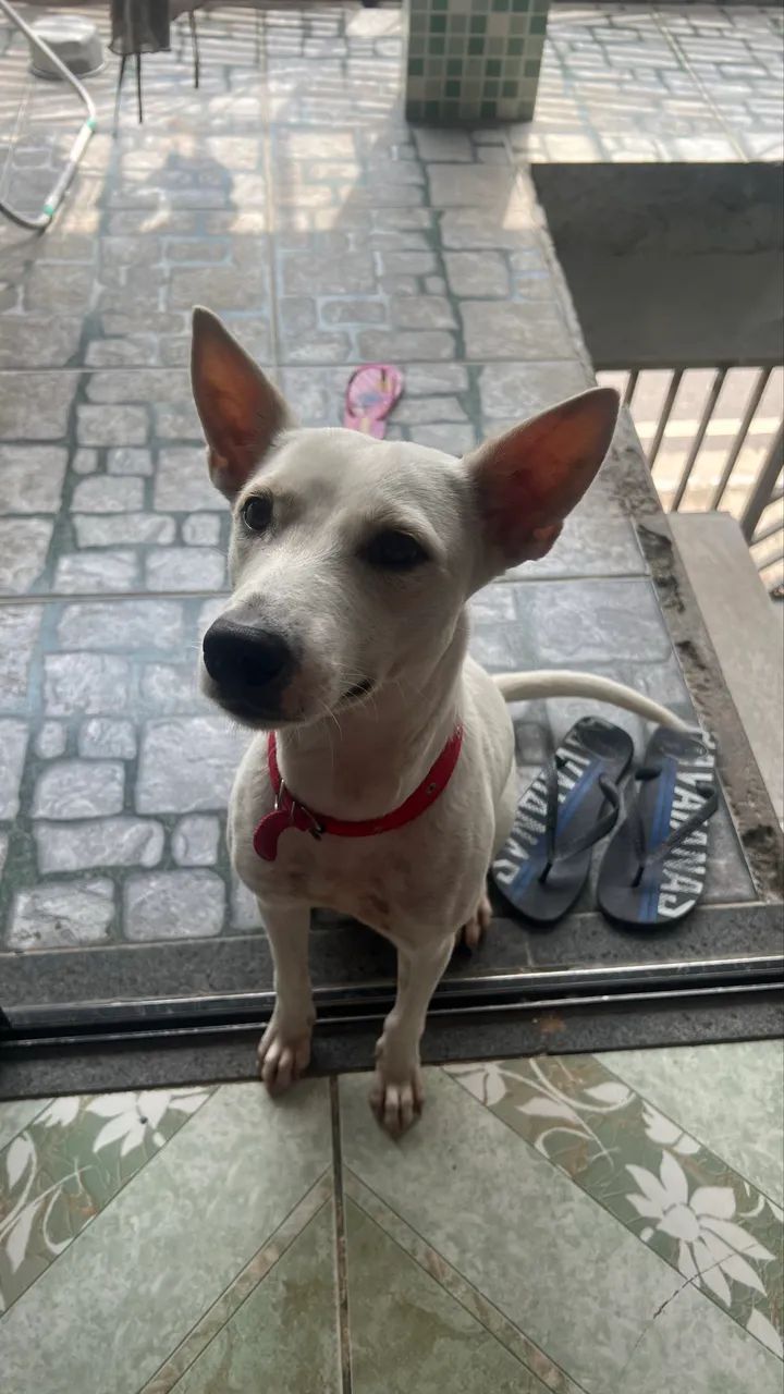cachorro