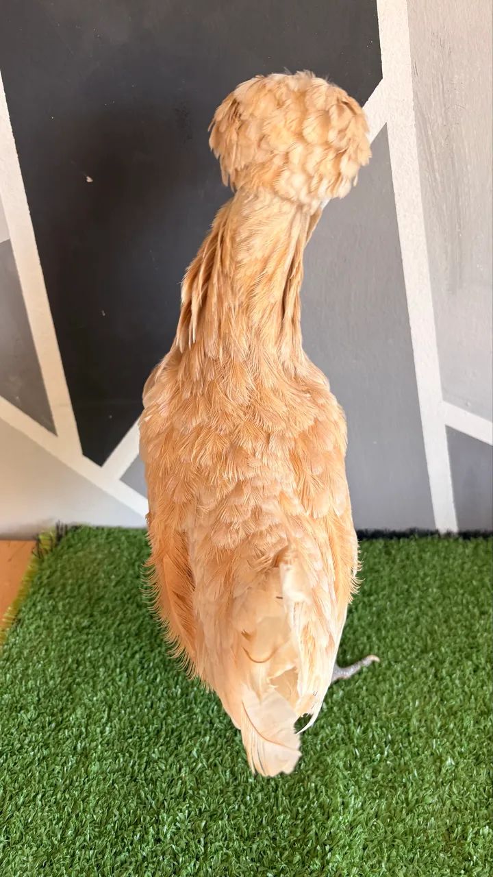 Galinha polonesa