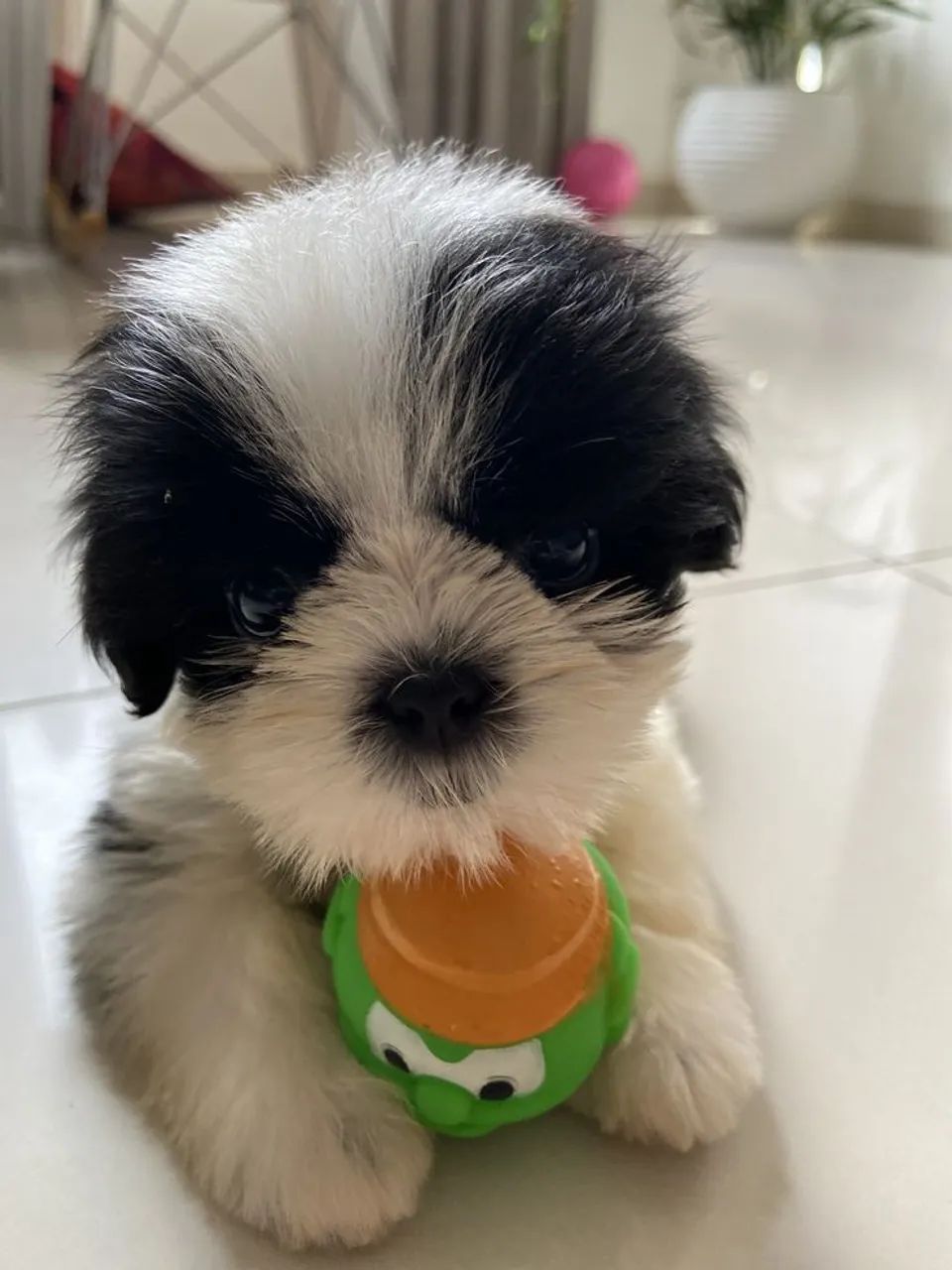 Shihtzu Pet pronto para te conquistar de verdade
