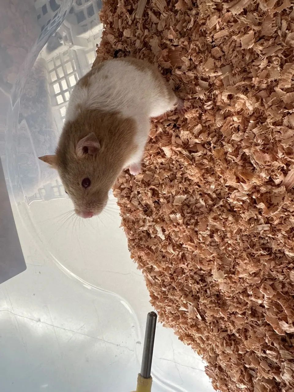 MATRIZ HAMSTER SÍRIO  - Foto 3