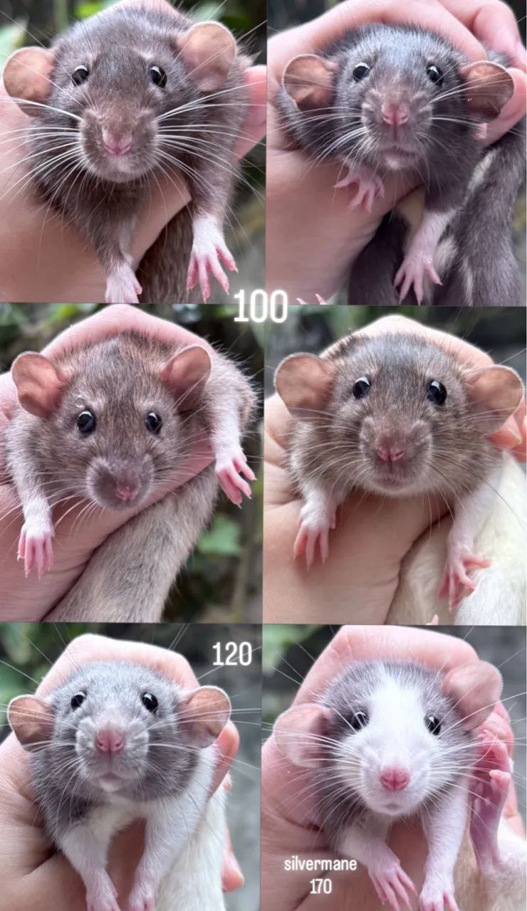 Rato Twister