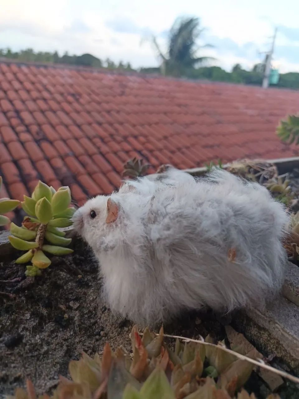 Hamster sírio angorá em Maceió e Paripueira  - Foto 5
