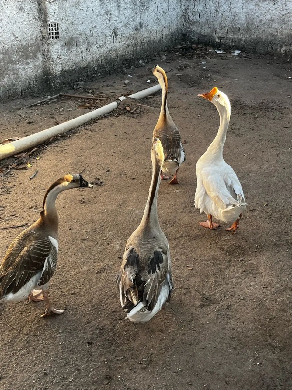 Gansos africanos  - Foto 2