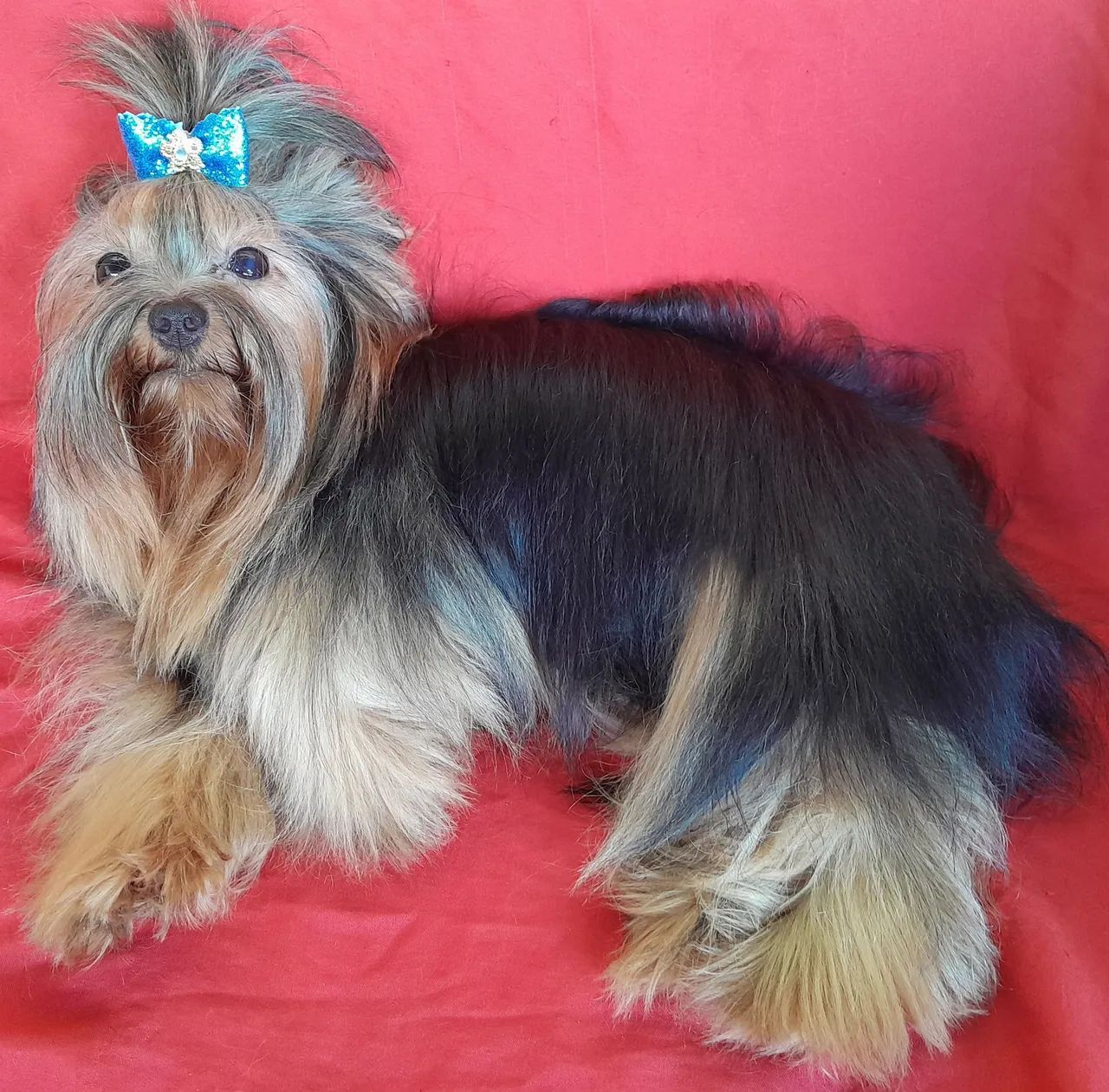 Yorkshire Terrier (machinho) - Foto 5