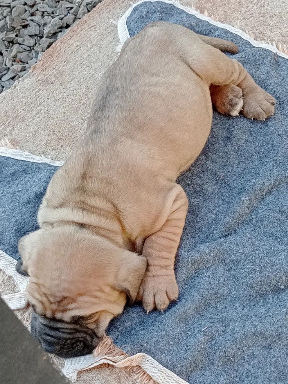 Fila brasileiro  - Foto 4