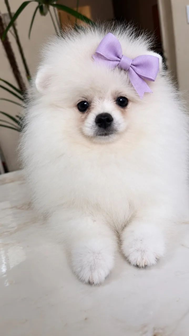 Fêmea Spitz Alemão 