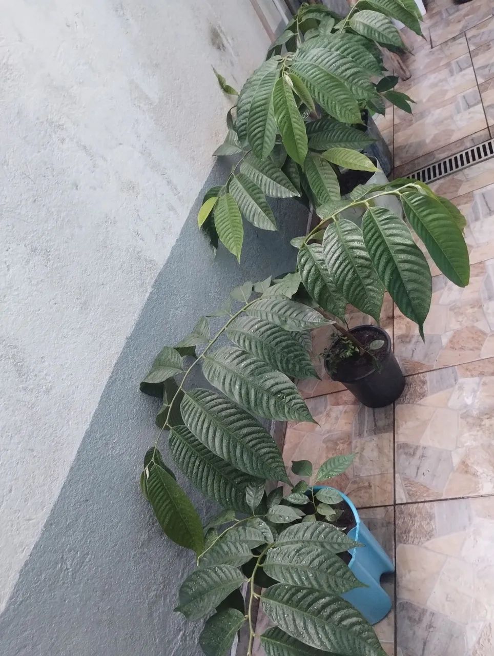 Mudas de atemoias