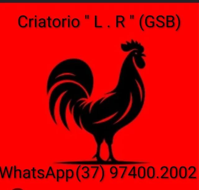 Galinha  gsb