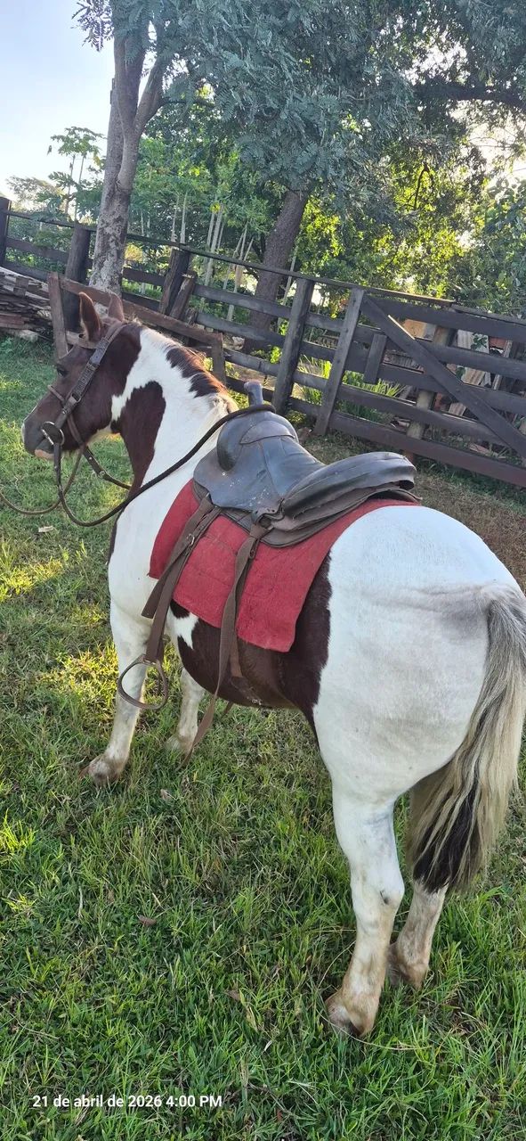 Cavalo Petisco Pampa