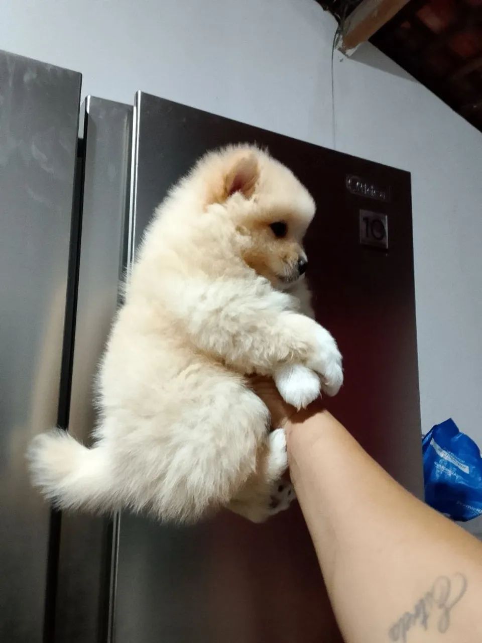 spitz alemão macho  - Foto 3