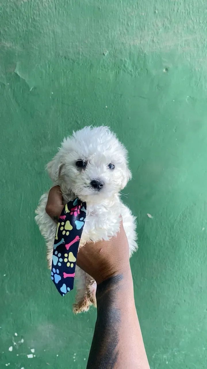 POODLE TOY 