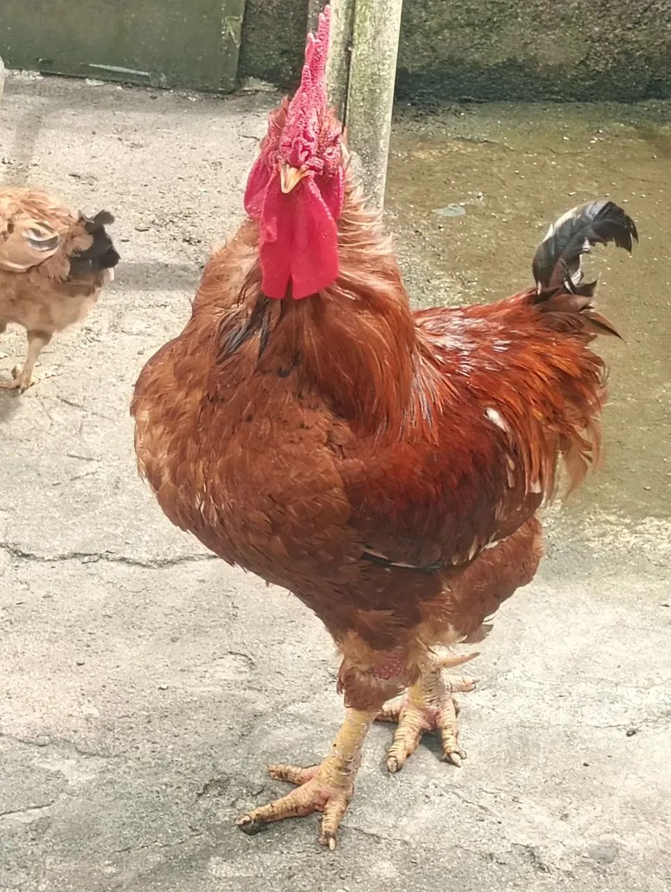 Galão - Foto 5