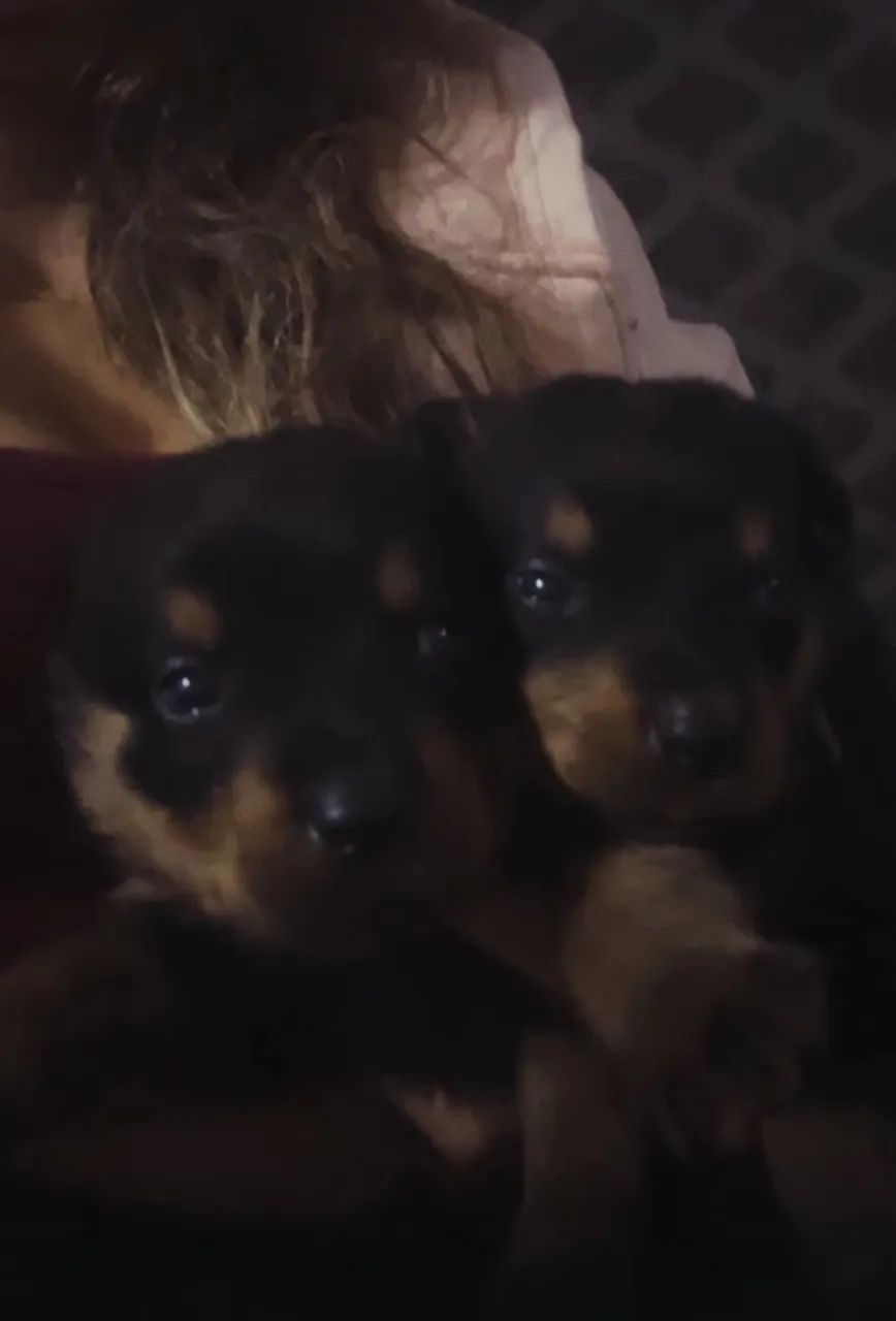Filhote de rottweiler 