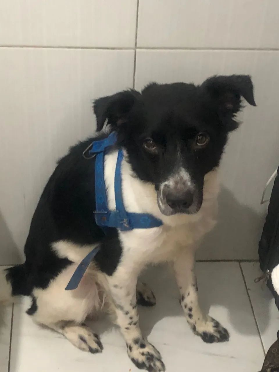 Adoção Pet - Foto 4