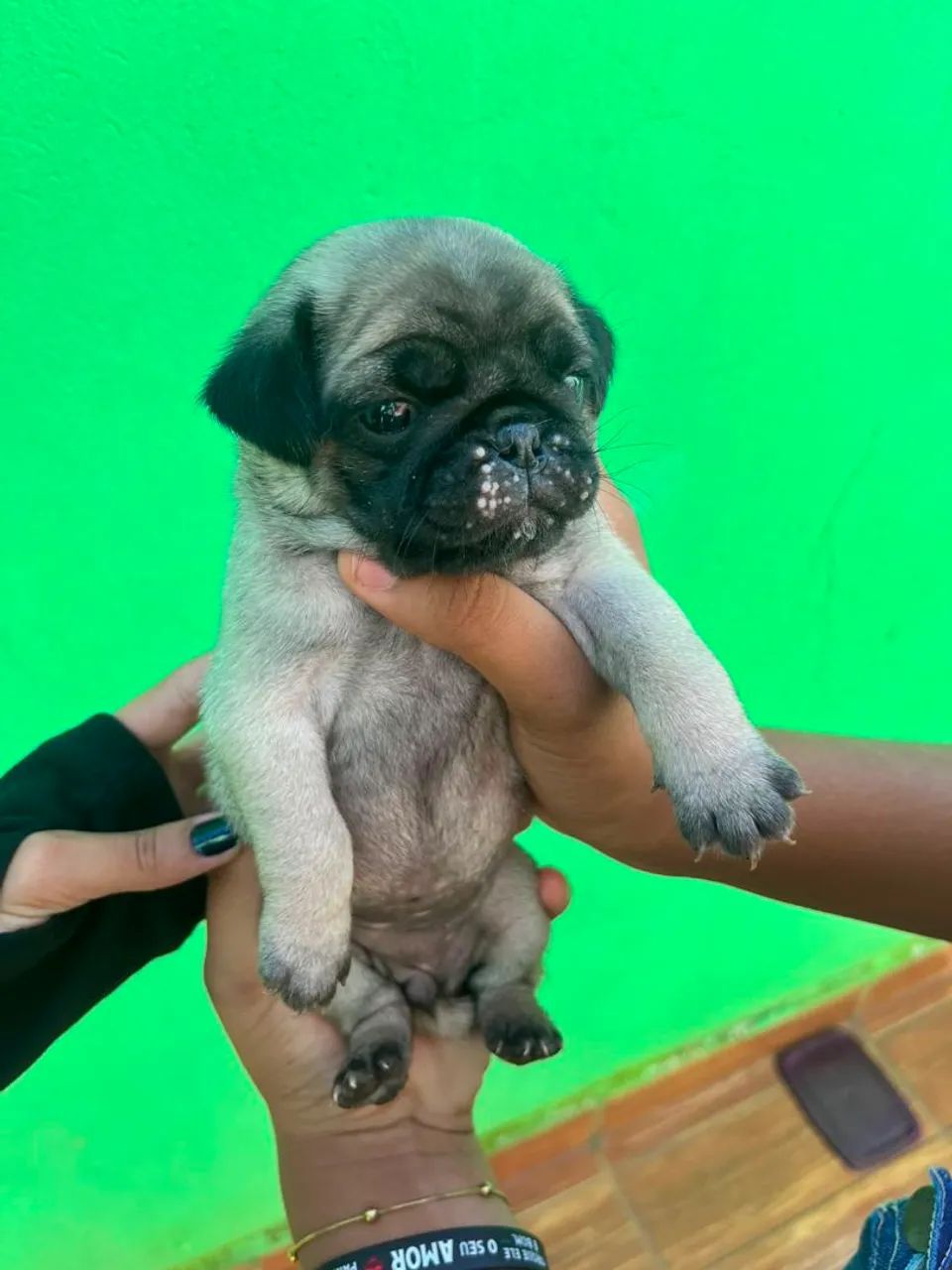 Raça Pug  - Foto 4