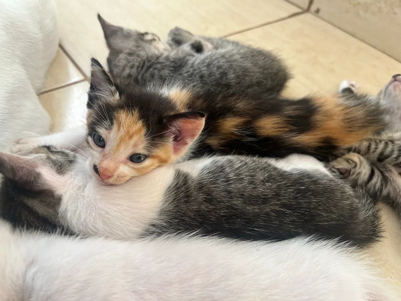 Gatinhos  - Foto 3