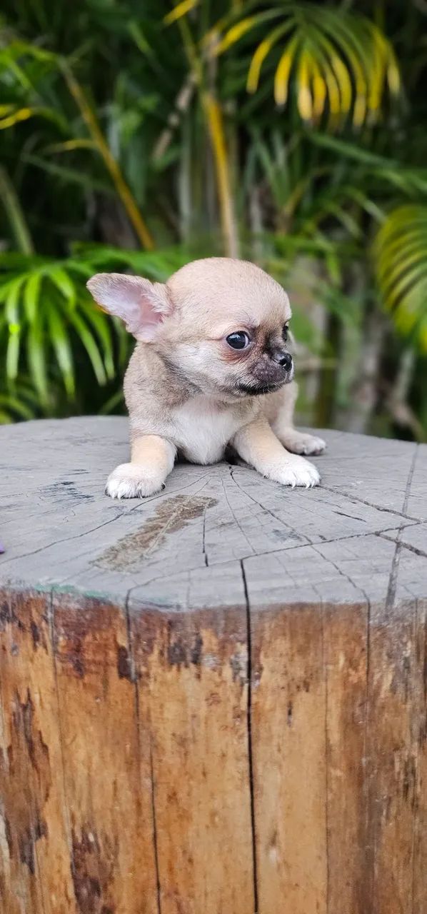 Chihuahua Belíssimo Macho - Foto 3