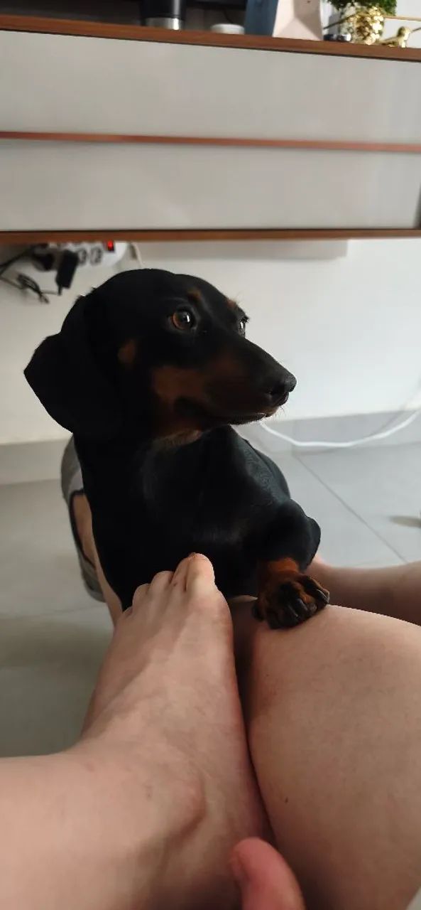 Procuro machinho para minha cofapi