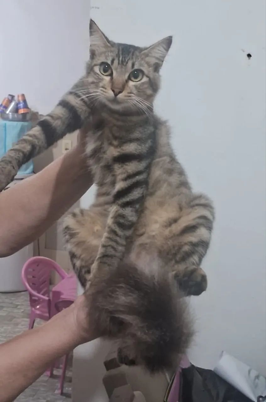 Gatinho tigrado Macho