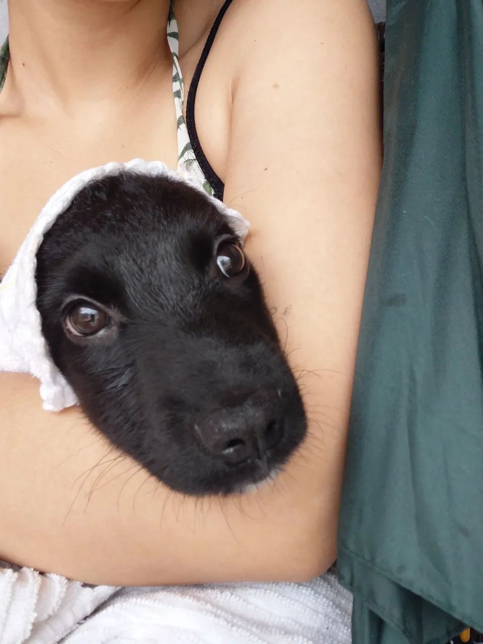 Adoção de cachorro  - Foto 2