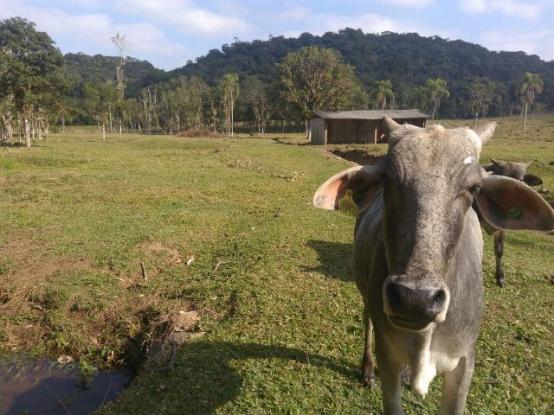 Chácara Linda Em Guaramirim - Foto 16