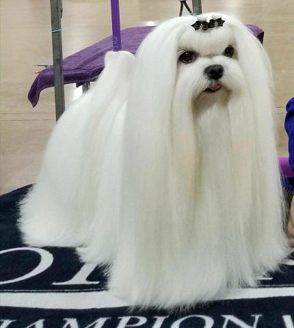 FILHOTES de Maltês com pedigre é garantia genética - Foto 5