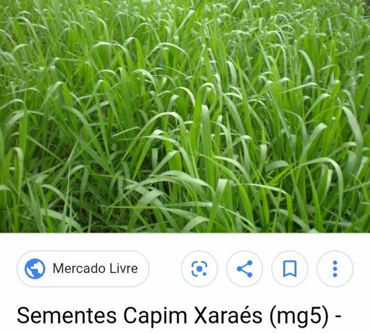 Vendo Semente de Capim - Foto 4