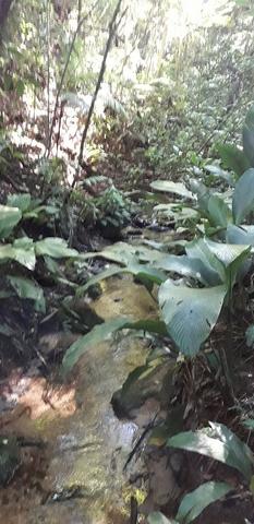 42 alqueires,,, são lourenço,,, da serra - Foto 5