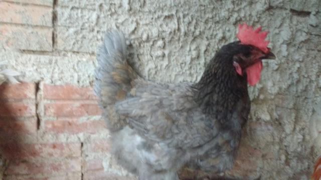 Ovos caipira galos e galinhas - Foto 4