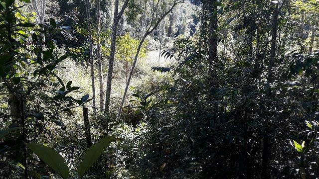 42 alqueires,,, são lourenço,,, da serra - Foto 15