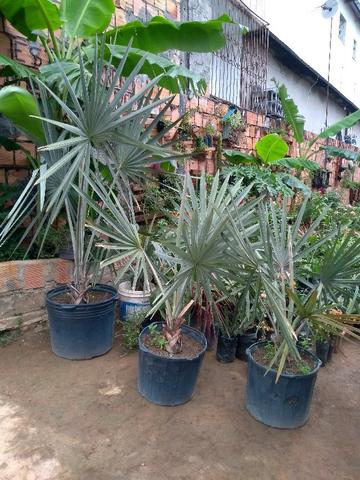 Plantas frutiferas - Foto 2