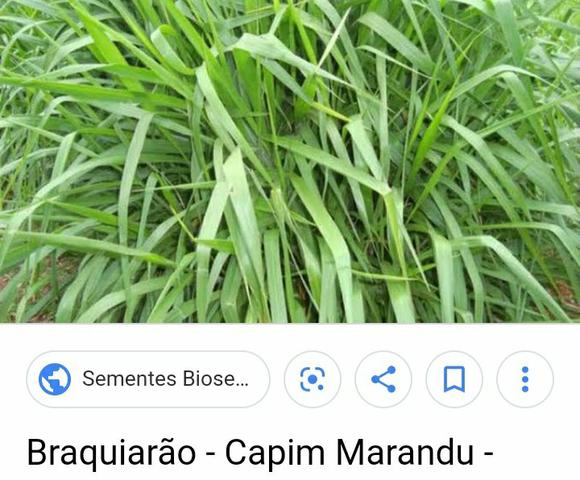Vendo Semente de Capim - Foto 3