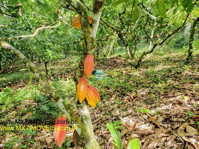 Ubaitaba. Fazenda mista de 160 Hectares, rica em água. - Foto 12