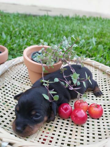 Filhote de pinscher miniatura - número 0 - Foto 2