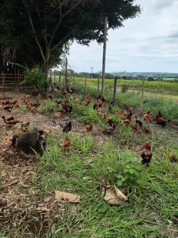 Galinha Caipira Vacinada Carne Saudável Alimentação Orgânica Emater - Foto 4