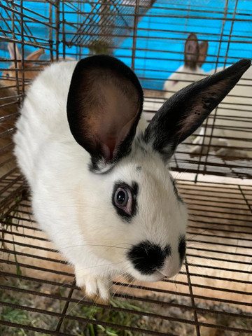 Coelho Borboleta 120 Dias Casal Disponivel Roedores E Acessorios Capao Da Imbuia Curitiba 772712437 Olx