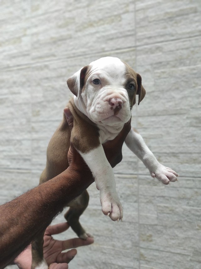 Filhotes de American Pit Bull Terrier em 12x