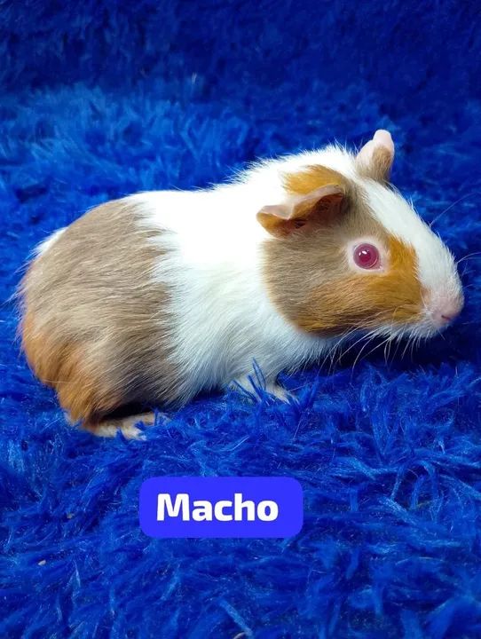 Porquinho da índia inglês ZAP: *80 - Foto 3