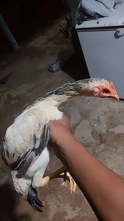 Vendo galinhas e frangos indiano  - Foto 5