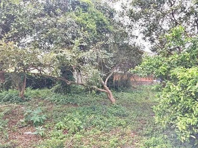 TERRENO 1000m2, Escritura - Barra do Arirú - Santa Catarina - Foto 4