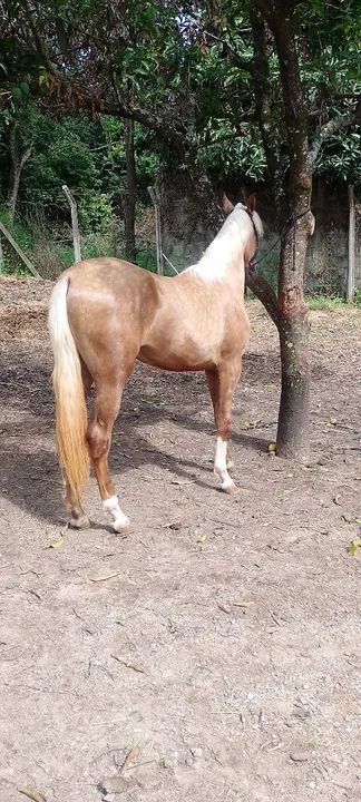 Vendo potro neto do fator  - Foto 2