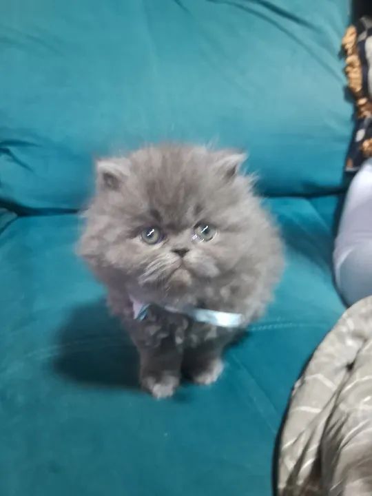 Persa cinza - Foto 4