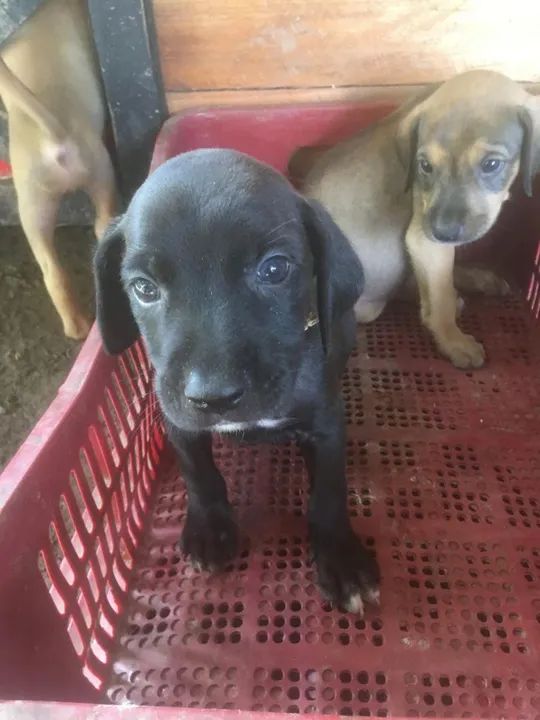 cachorros de Caça  - Foto 4
